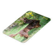 長毛ミニチュアダックスシュント1 マグネット (左側)