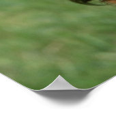 長毛ミニチュアダックスシュント2 ポスター (角)