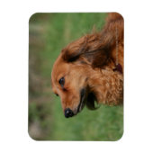 長毛ミニチュアダックスシュント2 マグネット (縦)