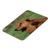 長毛ミニチュアダックスシュント2 マグネット (左側)