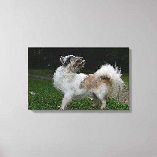 長毛千華カメラを見て キャンバスプリント (正面)