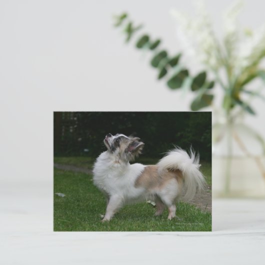 長毛千華カメラを見て ポストカード (スタンド正面)