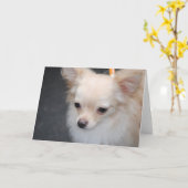 長毛千華グリーティングカード カード (黄色い花)