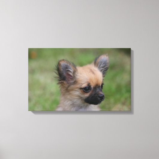 長毛千華子犬カメラを見て キャンバスプリント (正面)