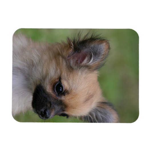 長毛千華子犬カメラを見て マグネット (横)