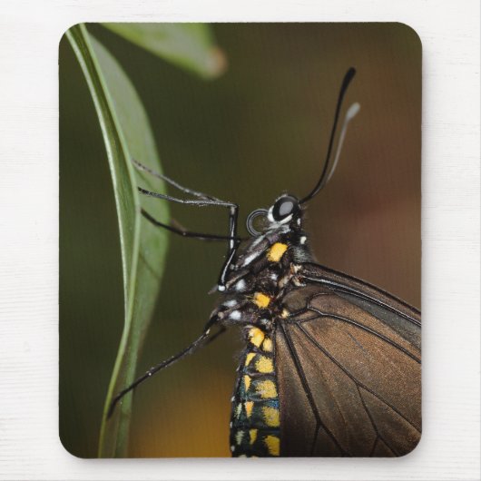 長翼の側面図 マウスパッド (正面)