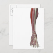 長腓骨筋 ポストカード (正面/裏面)