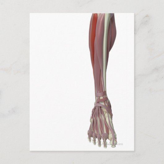 長腓骨筋 ポストカード (正面)