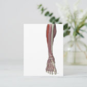 長腓骨筋 ポストカード (スタンド正面)