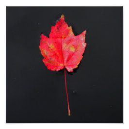 長茎赤葉 フォトプリント           