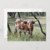 長角牛 ポストカード (正面/裏面)