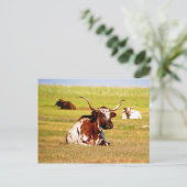 長角牛 ポストカード (スタンド正面)