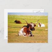 長角牛 ポストカード (正面/裏面)