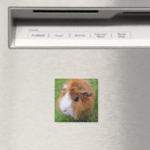 長赤と白毛ギニア豚の草 マグネット (インサイチュ (食洗機))