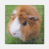 長赤と白毛ギニア豚の草 マグネット (正面)