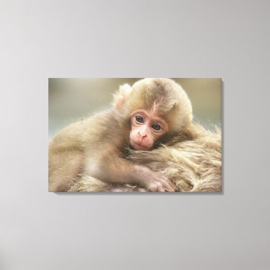 長野市地獄谷雪猿ベビー2 キャンバスプリント (正面)