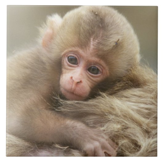 長野市地獄谷雪猿ベビー2 タイル (正面)