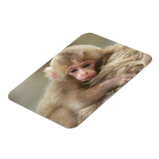 長野市地獄谷雪猿ベビー2 マグネット (左側)