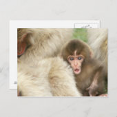 長野市地獄谷雪猿ベビー ポストカード (正面/裏面)