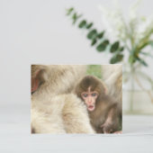 長野市地獄谷雪猿ベビー ポストカード (スタンド正面)