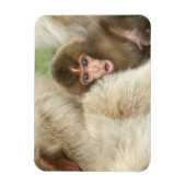 長野市地獄谷雪猿ベビー マグネット (縦)