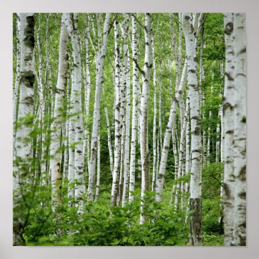 長野県八雲村本州中部 ポスター (正面)