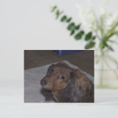 長髪のダシュント葉書 ポストカード (スタンド正面)