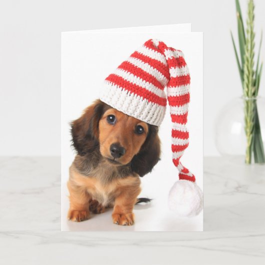 長髪のダックスフントの子犬 シーズンカード (正面)