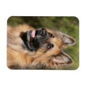 長髪ドイツの羊飼い1 マグネット (横)