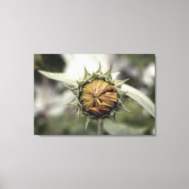 閉じた花びらの黄色のひまわり キャンバスプリント