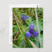 閉じたGentianはがき ポストカード (正面/裏面)