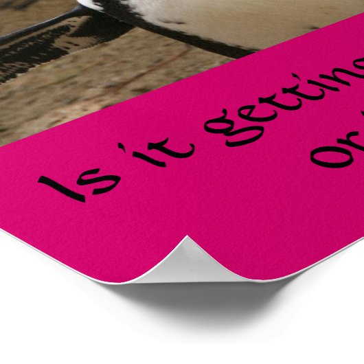 閉経期ペンギン ポスター (角)