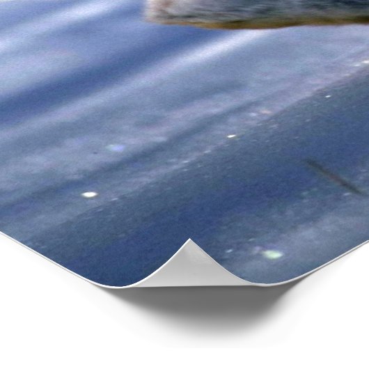 開いたSの間に可変ランニングヘア/スノーシューウサギのウサギ ポスター (角)