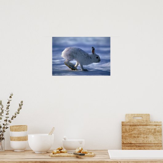 開いたSの間に可変ランニングヘア/スノーシューウサギのウサギ ポスター (キッチン)