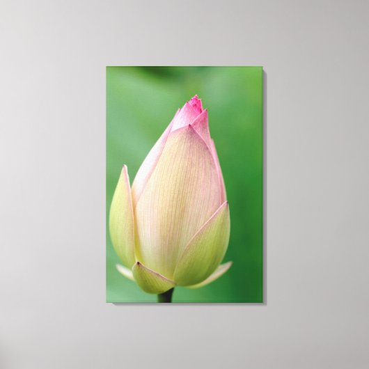 開かれていない水百合球、ダーバン植物学 キャンバスプリント (正面)