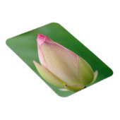 開かれていない水百合球、ダーバン植物学 マグネット (右側)