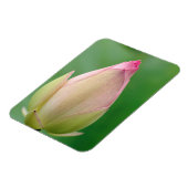 開かれていない水百合球、ダーバン植物学 マグネット (左側)