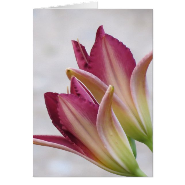 開始花びら-ワスレグサ (正面)