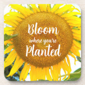 開花あなたは植えた黄色のひまわり コースター (正面)