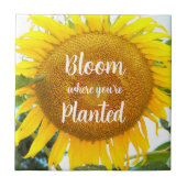 開花あなたは植えた黄色のひまわり タイル (正面)