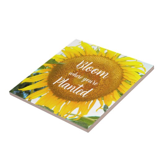 開花あなたは植えた黄色のひまわり タイル (側面)