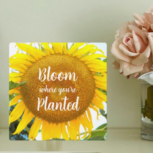 開花あなたは植えた黄色のひまわり フォトプラーク