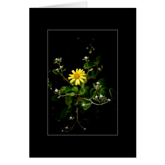 開花および芽 (正面)