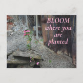 開花が植えられているピンクのフローラ ポストカード (正面)