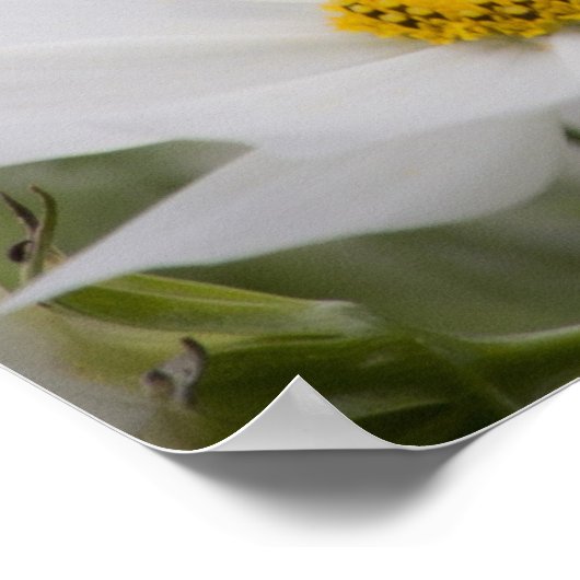 開花が植えられている場所ホワイトフローラ写真 ポスター (角)