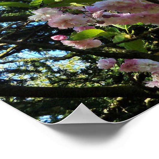 開花さくらんぼ、自然、木、花、ポスター ポスター (角)