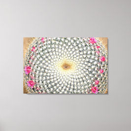 開花した対称のサボテン（Mammillaria celsiana) キャンバスプリント