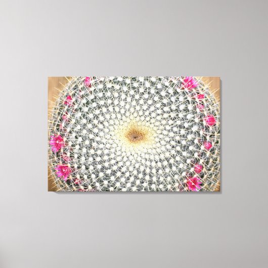 開花した対称のサボテン(Mammillaria celsiana) キャンバスプリント (正面)