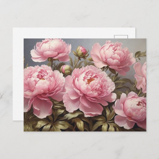 開花した芍薬の花 ポストカード (正面/裏面)