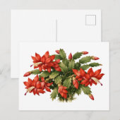 開花した赤いクリスマスカクタス植物 ポストカード (正面/裏面)